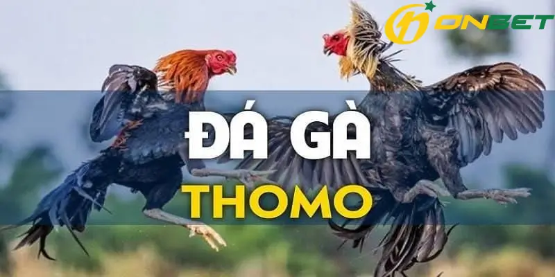 Đá Gà Thomo Tại Onbet - Sân Chơi Cá Cược Uy Tín Hàng Đầu